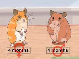 How To Breed Syrian Hamsters With Pictures Wikihow
