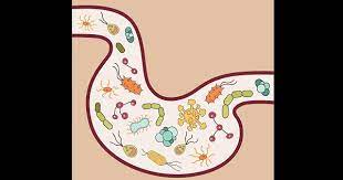 Higiene Y Parasitos Intestinales Clikisalud Net Fundacion Carlos Slim