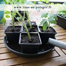 Retrouvez la compilation des travaux réalisés au jardin par les membres. Bien Rempoter Vos Tomates Pour Obtenir Des Plants Forts Et Robustes