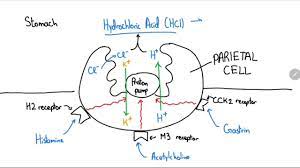 Proton Pump Inhibitors Explained In 4 Minutes Pharmacology Nursing Students Protons