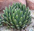 With the numerous shapes, sizes, and colors, every type of cacti can. Agave Wikipedia