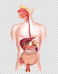 human digestive system human body organ system