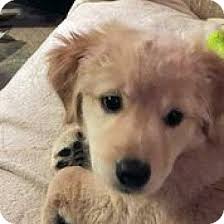 The goals and purposes of this breed standard include: Austin Tx Golden Retriever Meet Aila A Pet For Adoption