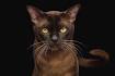 Burmese Cat Breed - Facts, Origin, History and Personality ...