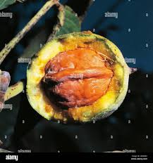 Image result for Juglandaceae