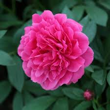 The tree peony can produce massive flowers up to 12 inches. Peonies 101 How To Transplant Grow And Divide Peonies Hgtv