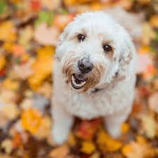 Bathing too frequently can dry out your dog's skin, which may cause itching. Goldendoodle Breed Profile And Information Spiritdog Training