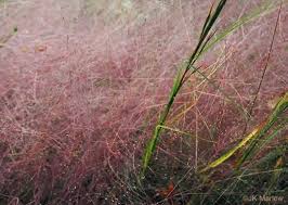 Image result for Eragrostis arenicola