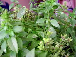 Image result for Ocimum urundense