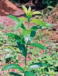 Image result for Lippia