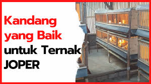 Kandang Yang Baik Untuk Ternak Ayam Kampung Super Joper Di 2020 Kandang Ternak Ayam Kandang Ayam
