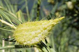 Image result for Gomphocarpus fruticosus