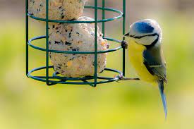 Mit dem füttern der igel im garten verhält es sich anders: Der Nabu Gibt Tipps Zur Vogelfutterung