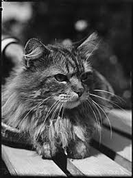 Tica virtual cat shows 2020 more details and rules will be advised soon for each individual region! Persian Cat Wikipedia