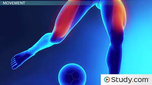 It is one of those organs of the body that has greater width than length besides prostate. What Organ Is Under The Left Rib Cage Study Com