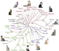 Point To Ponder Choosing A Cat Breed Cat Breeds Cat Breeds Chart Types Of Cats Breeds