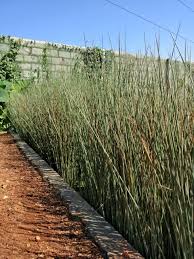 Image result for Eleocharis geniculata