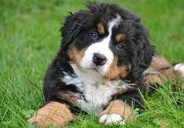 It is intelligent, attentive, and calm. Bernese Mountain Dog Puppies For Sale Akc Puppyfinder