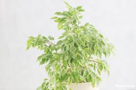 Ficus benjamina, commonly known as weeping fig, benjamin fig or ficus tree, and often sold in stores as just ficus, is a species of flowering plant in the family moraceae, native to asia and australia. Weeping Fig Tree Plant Ficus Benjamina Care Indoors Outdoors Plantopedia