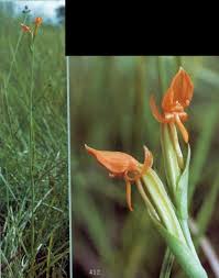 Image result for Platycoryne