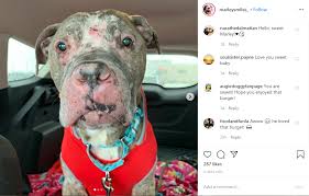 While no cure for lymphoma exists, many dogs can live for a among the most common types of cancer in dogs, canine lymphoma exists in more than 30 forms that behave differently. Illinois Couple Creates Bucket List For Dog Marley With Months To Live Cbs Chicago