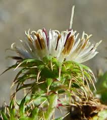 Image result for Berkheya bipinnatifida
