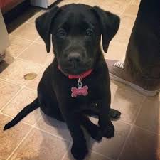 Very happy and playful puppy with a great temperament. Silver Labrador Puppies Pets And Animals For Sale Cincinnati Oh