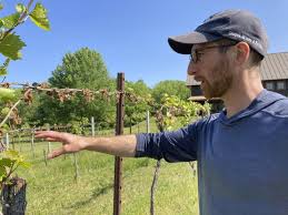 Federal assistance sought for northeastern vineyards, orchards hit by late  frost