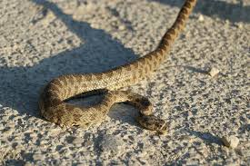 Три израильтянина попали в больницу за двое суток после укуса змеи