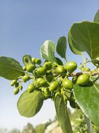 Image result for Cordia