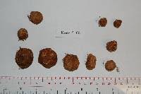 Image result for Cyphia gamopetala