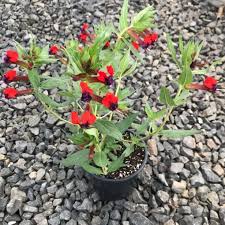 Image result for Cuphea llavea