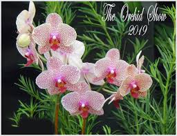 Maybe you would like to learn more about one of these? My Virtual Garden Orchid Show 2019