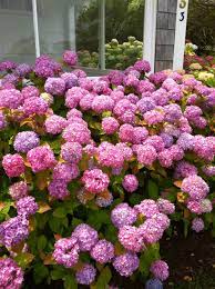 Hydrangeas Hydrangea Garden Hydrangea Flower Garden