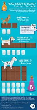 8 Common Household Products That Can Poison Your Pet Petsci