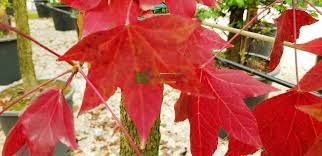 Check spelling or type a new query. Ù…ÙŠØ¹Ø© Ø³Ø§Ø¦Ù„Ø© Ø£Ù…ÙŠØ±ÙƒÙŠØ© Liquidambar Styraciflua Pyramidale Altingiaceae Sms Marmara Group