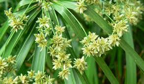 Image result for Cyperus foliaceus
