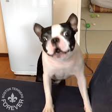 bt feature account on instagram give me my bone give me my bone oh i can get it myself well then it s boston terrier boston terrier love cute dogs