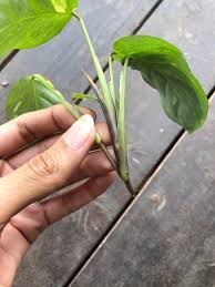 The first method is the most popular and frankly the easiest method by far. Can I Propagate This Piece Of My Prayer Plant My Dog Got Into My Plants And It Broke Off Houseplants
