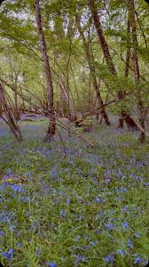 A moment that felt like Hozier’s yell 🍃💜, We will always be in absolute  awe of the breathtaking spectacle that nature provides with each changing  season ~ the vibrant blooms of Spring, the golden hues ...