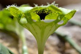 Image result for Ceropegia simplex