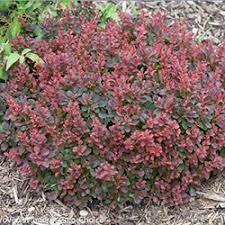 Check spelling or type a new query. 6 No Prune Shrubs For Landscapes Proven Winners