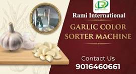 Garlic Color Sorter Machine 🔥Peeled Garlic Sorter Machine 🎯 Belt Type Color Sorting Machine #garlic