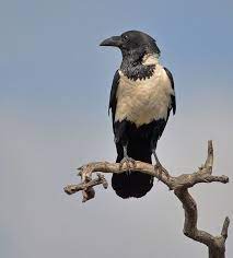 Pied Crow Corvus Albus South African Birds Crow Black Bird