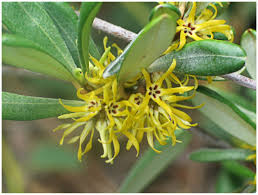 Image result for Secamone punctulata