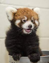 A butterfly has about 12,000 eyes. Red Panda Archives Animal Fact Guide