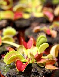 Rempotez votre plante carnivore tous les quatre ans environ dans un substrat dit pauvre comme la tourbe blonde, une tourbe très quelle que soit l'option choisie, l'arrosage doit être très fréquent : Pepinieres Karnivores