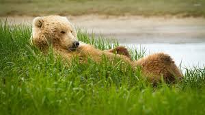Check spelling or type a new query. Brown Bear Chilling In The Grass Wallpaper Animal Wallpapers 53533