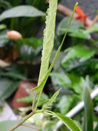 Image result for Dorstenia psilurus