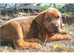 Maybe you would like to learn more about one of these? Redbone Coonhound Puppies For Sale